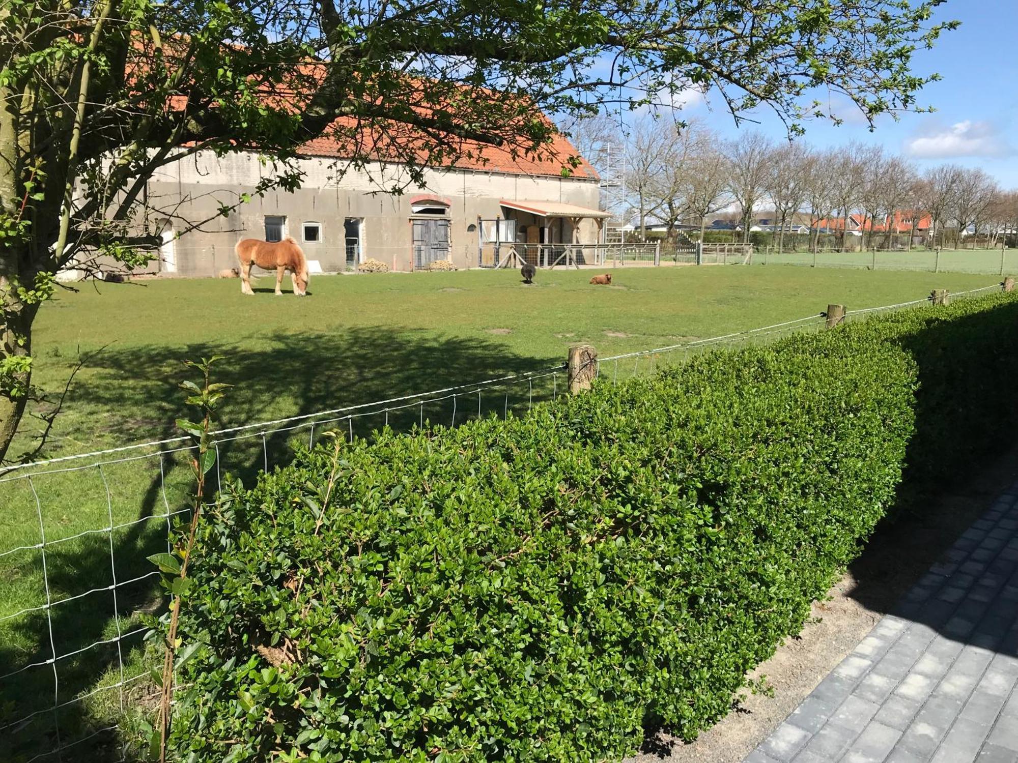 Vakantiewoningen De Schelp Renesse Exterior photo